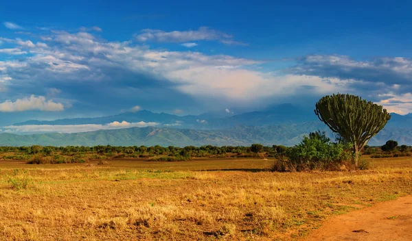 アフリカのサバンナ — ストック写真