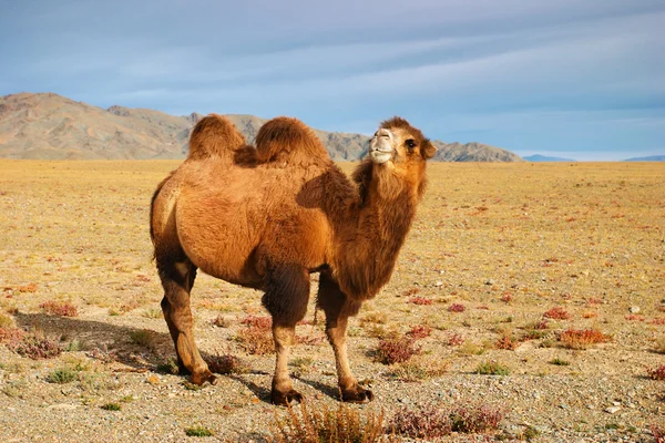 Camelo — Fotografia de Stock
