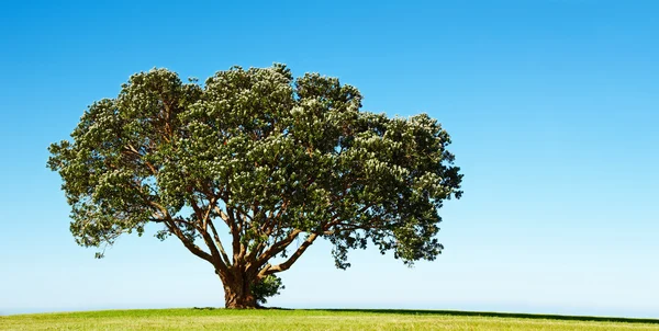 Einsamer Baum — Stockfoto