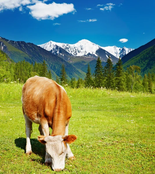 Grazing cow — Stock Photo, Image