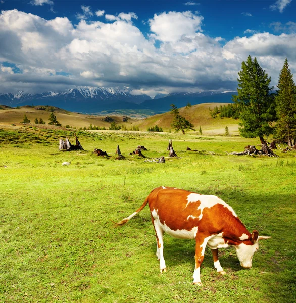 Otlayan inek — Stok fotoğraf