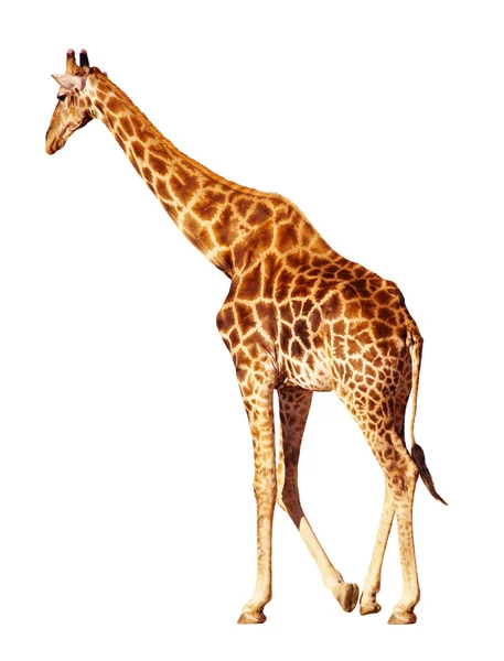 Isolerade giraff — Stockfoto