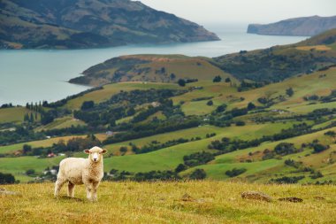 New Zealand landscape clipart