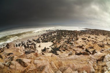 Colony of atlantic seals clipart