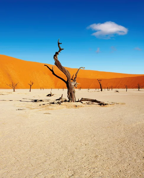 Namib woestijn, sossusvlei, Namibië — Stockfoto
