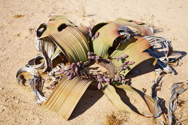 Welwitschia mirabilis in namib woestijn — Stockfoto