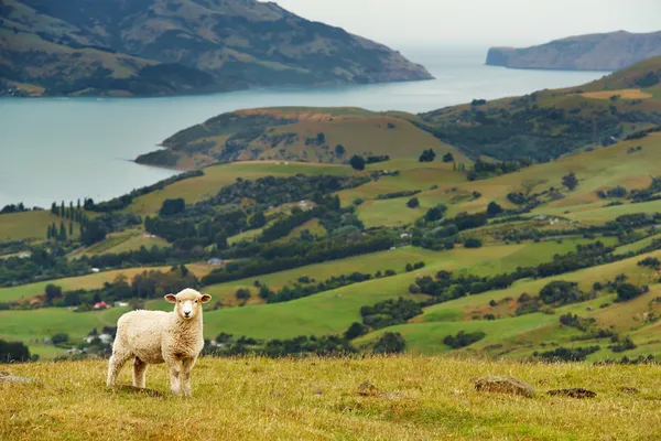 新西兰风景 — 图库照片
