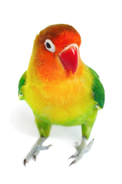 Pássaro-amor colorido — Fotografia de Stock