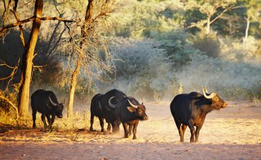 Herd of buffaloes clipart