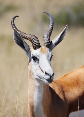 Springbok antelope clipart