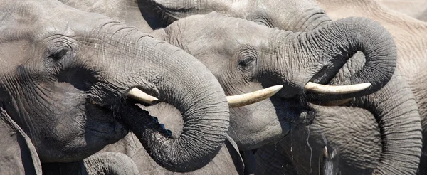 Picie słonie — Zdjęcie stockowe