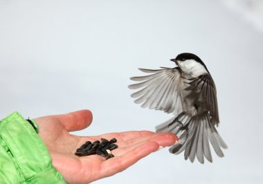 chickadee