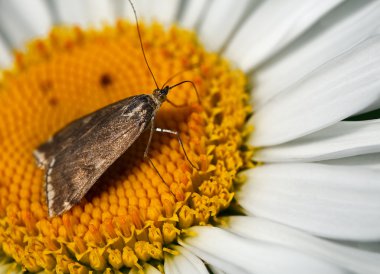 papatyalar üzerinde Kelebek