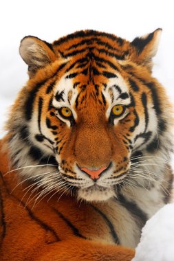 Tiger portrait clipart