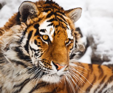 Tiger portrait clipart