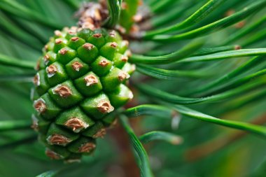 Pinecone clipart