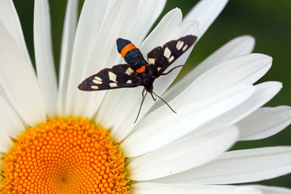 Butterfly on daisy — Stock Photo, Image