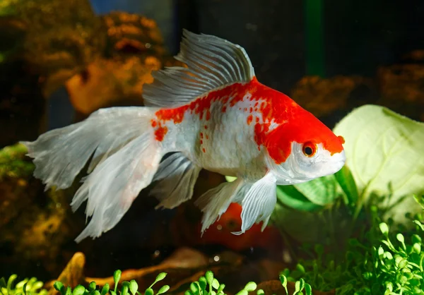 stock image Goldfish