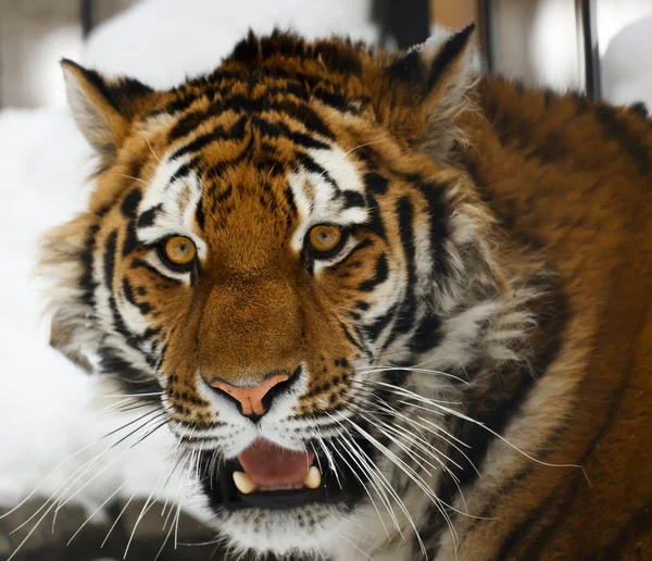 Πορτρέτο του τίγρη — Φωτογραφία Αρχείου