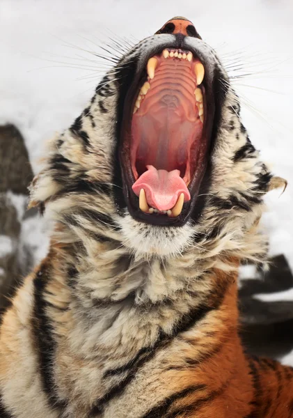 Yawning tiger — Stock Photo, Image