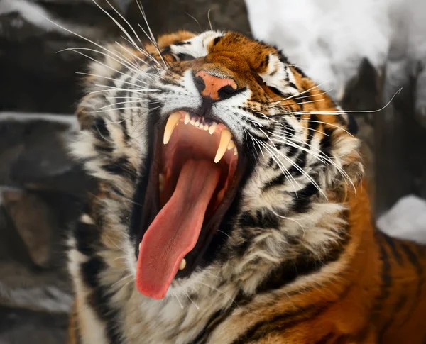 Позіхаючи тигр — стокове фото