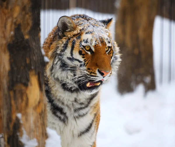 Retrato de tigre jovem . — Fotografia de Stock