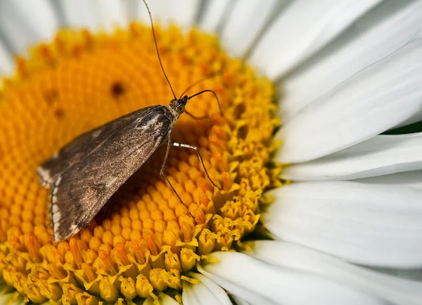 stock image Butterfly on the daisies