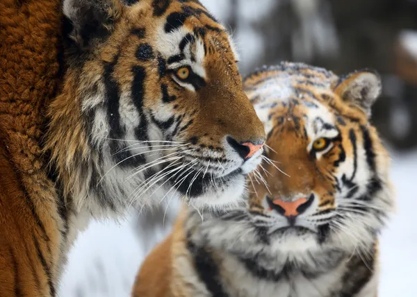Тигри — стокове фото