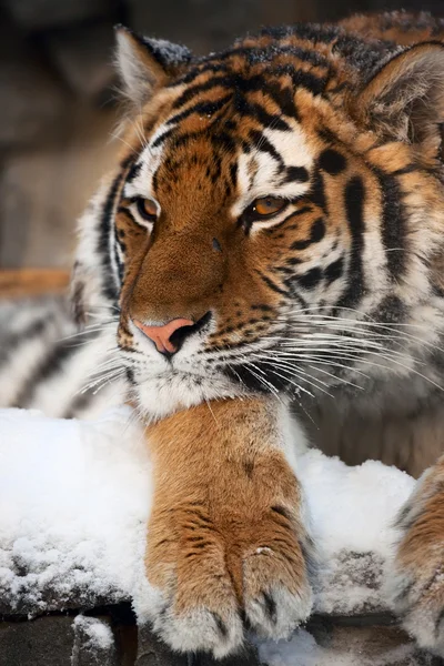 Tigerporträt — Stockfoto