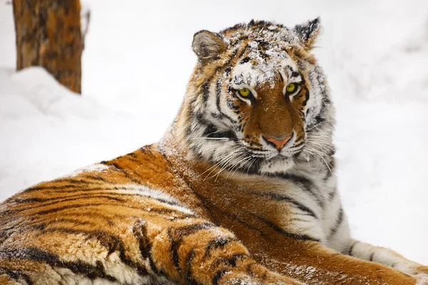 Πορτρέτο των νέων τίγρη. — Φωτογραφία Αρχείου