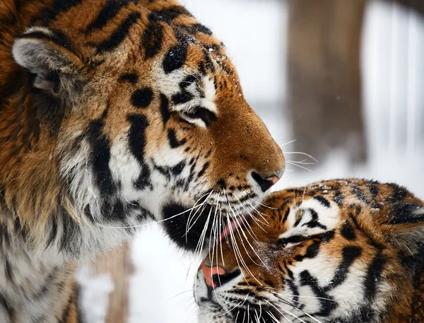 Tigres amor — Foto de Stock