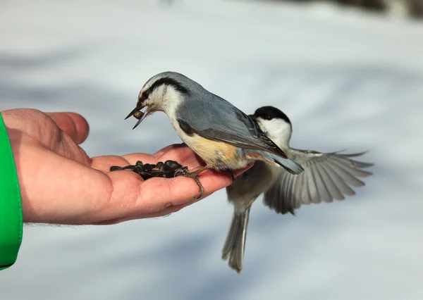 Birds on the hand — Stock Photo, Image