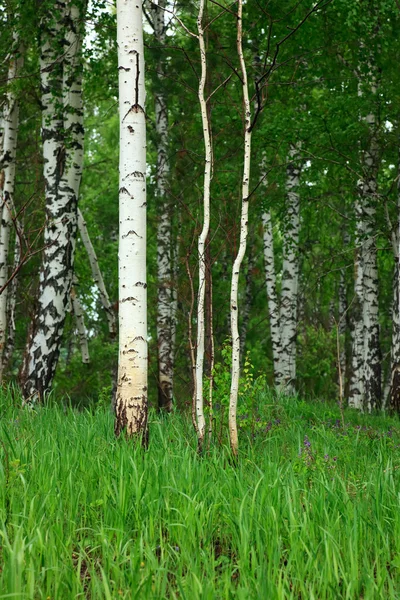 Birch forest — Stock Photo, Image