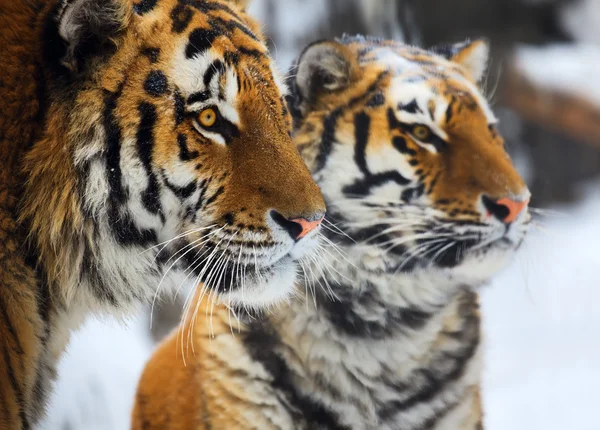 Tigres — Fotografia de Stock