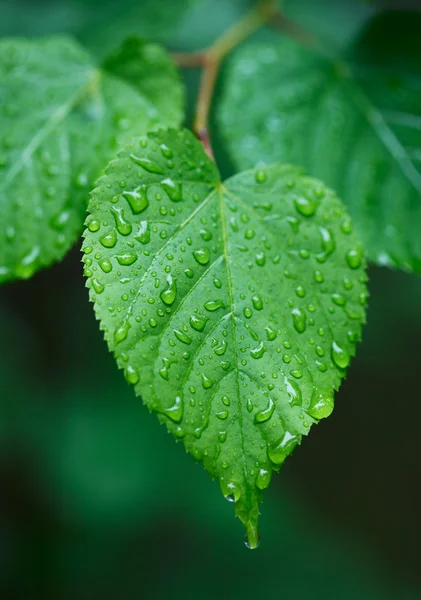 심장 모양의 물방울과 잎 — 스톡 사진