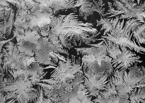 Téli mese, fekete-fehér — Stock Fotó