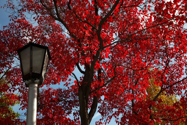 Outono Vermelho — Fotografia de Stock