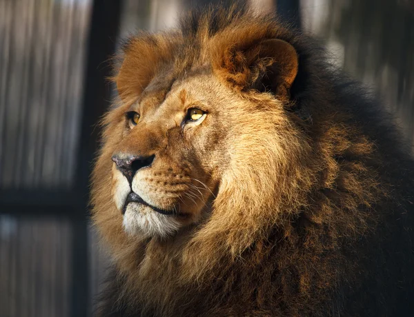 Viejo león — Foto de Stock