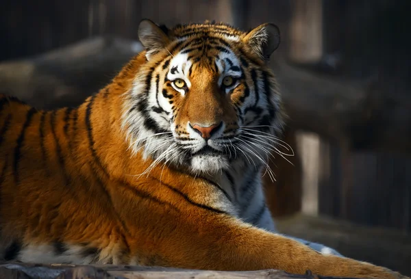 タイガーの肖像画 ストックフォト