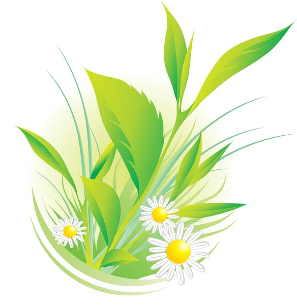 Roślin i kwiatów rumianku — Wektor stockowy