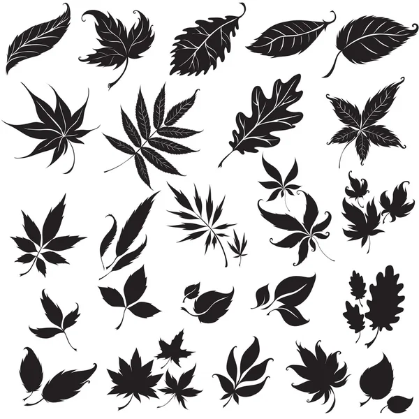 Verzameling van zwarte floral ontwerpelementen — Stockvector