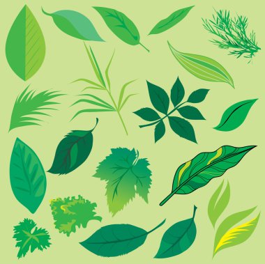 Set of leafs clipart