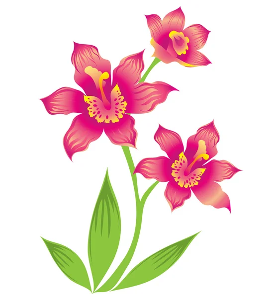 Orchidea — Vettoriale Stock