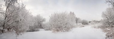 Snow landscape with frosted trees clipart