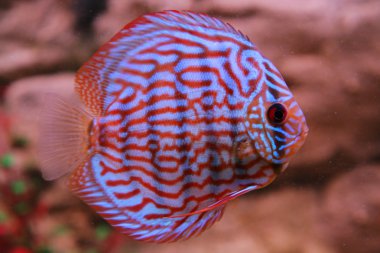 Tropikal balık (Symphysodon discus)