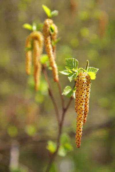 A tavaszi Birch bud — Stock Fotó