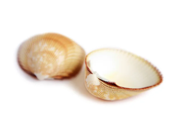 Sea shell — Stock Photo, Image