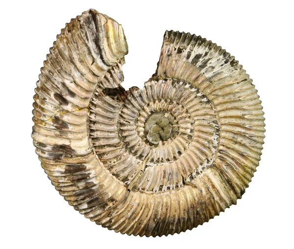 stock image Fossil sea shell