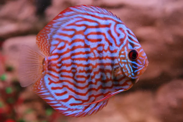 Disco de peixe tropical (Symphysodon ) — Fotografia de Stock