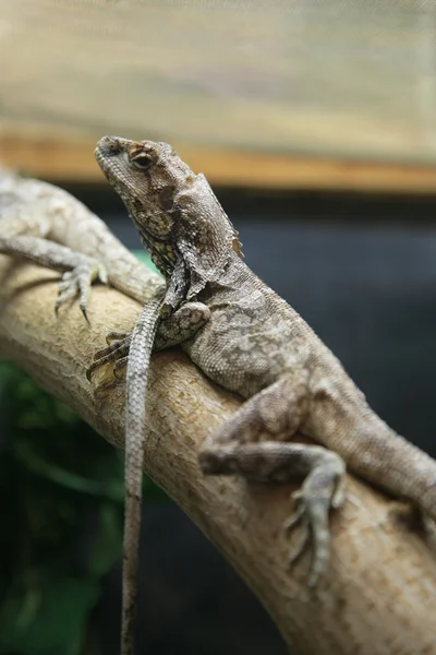 Lizard on the branch — Stock Photo, Image